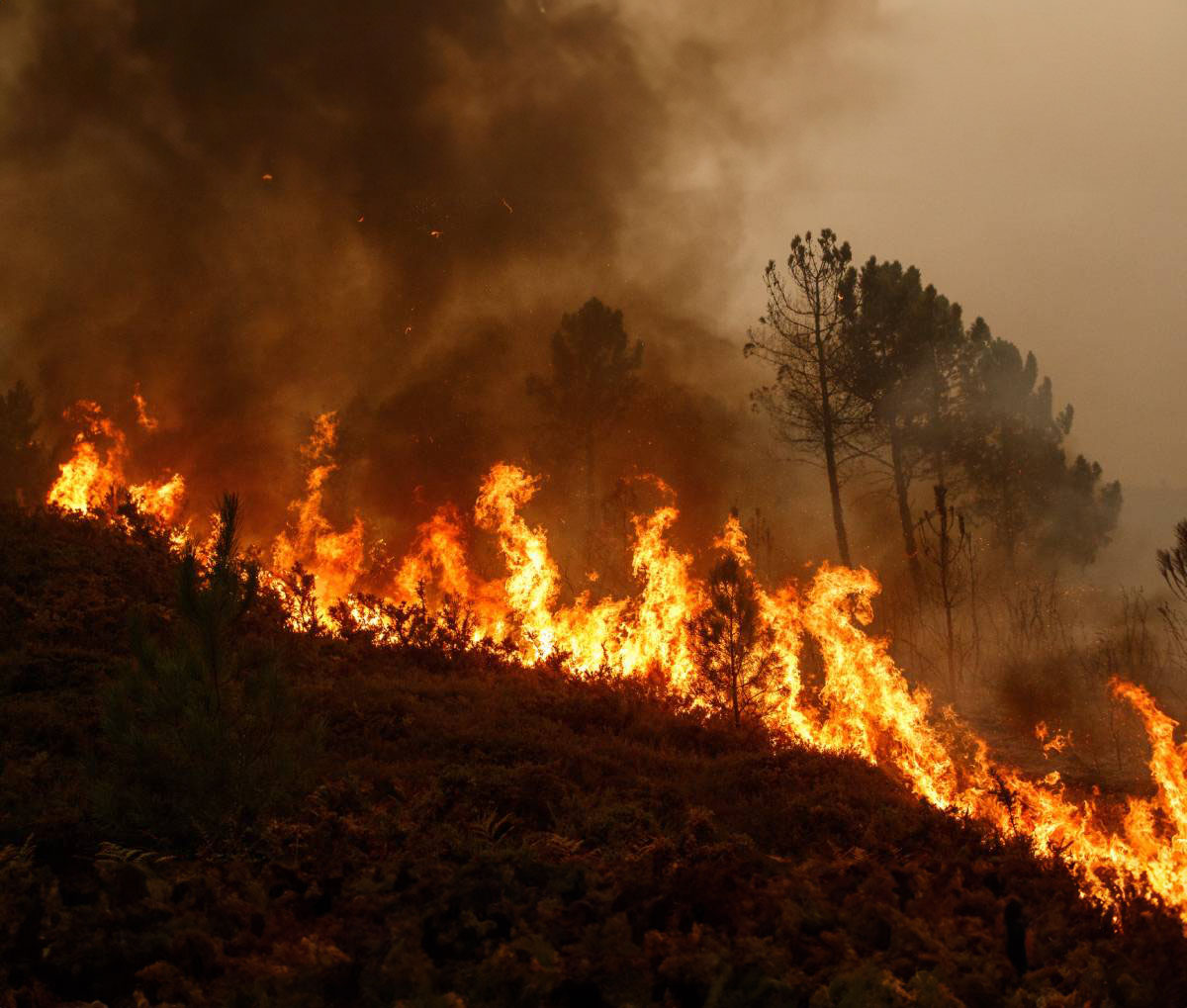 Burning wildfire